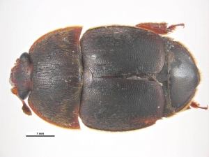 Kleiner Beutenkäfer (Aethina tumida) - Käfer